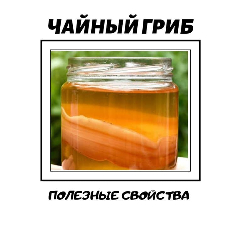 Чайный гриб: полезные свойства, противопоказания, отзывы
