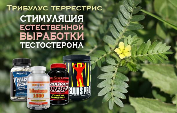 "трибулус": эффект, описание, состав, польза и вред