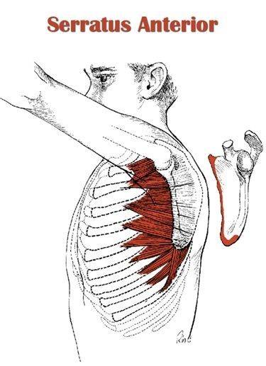 Анатомия мышц спины и их функция.