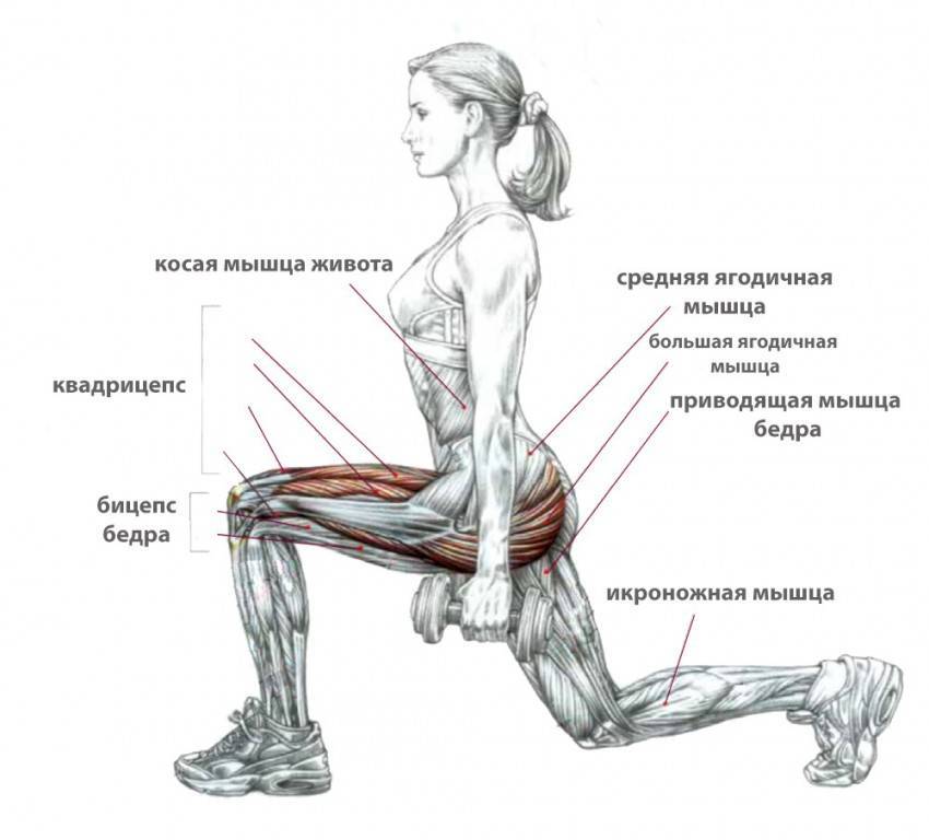 Приседания со штангой за спиной: техника, работающие мышцы