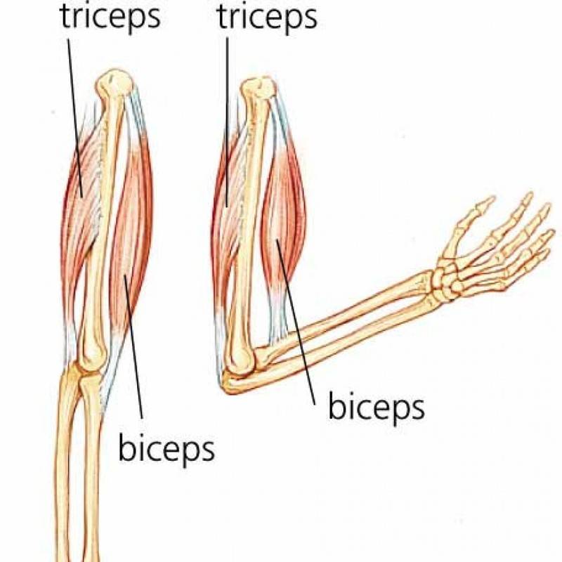 На рисунке изображены бицепс и трицепс что произойдет с этими мышцами если согнуть руку