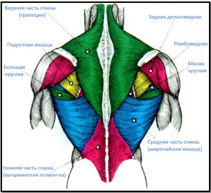 Мышцы спины анатомия фото