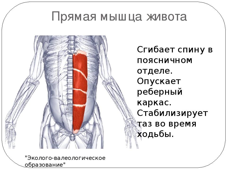 Мышцы пресса: анатомия, физиология, определение, строение, виды и выполняемые функции - tony.ru