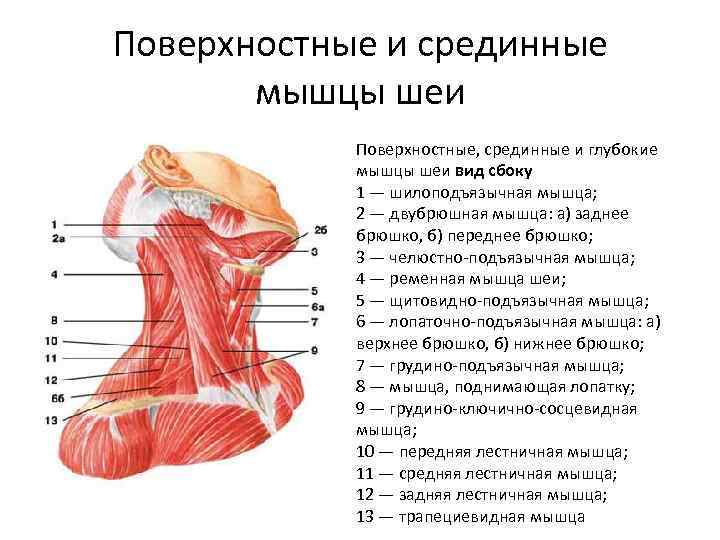 Строение шеи человека сзади фото с описанием на русском