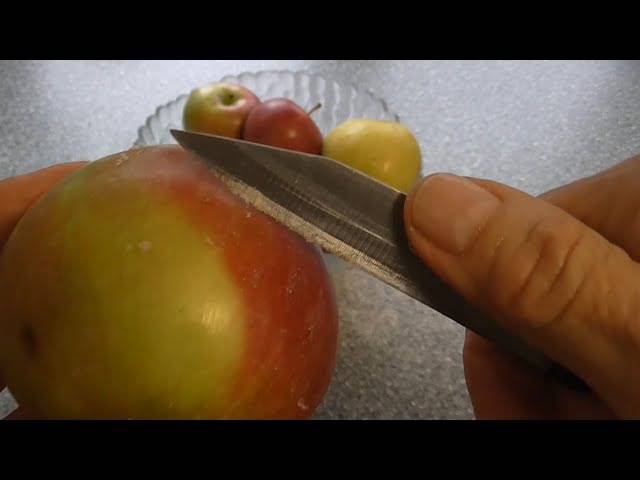 Райское яблоко. свойства, польза и вред фрукта - здоровые люди