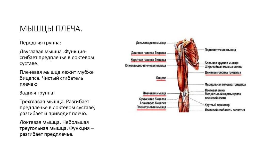 Мышцы предплечья. передняя группа, глубокий слой