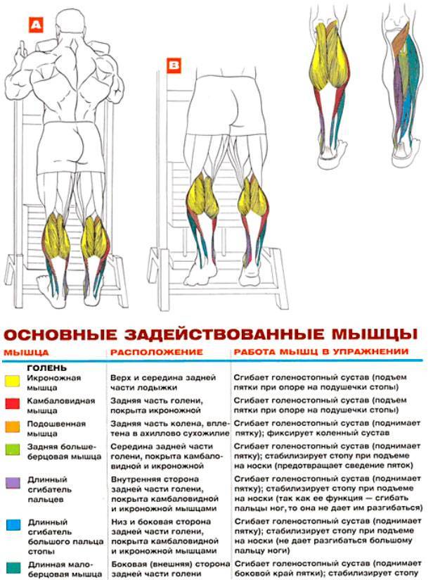 Подъемы на носки стоя и сидя: техника выполнения, работающие мышцы