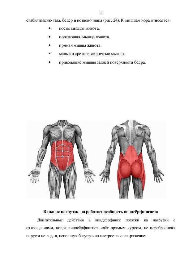 Мышцы кора — центр управления тела