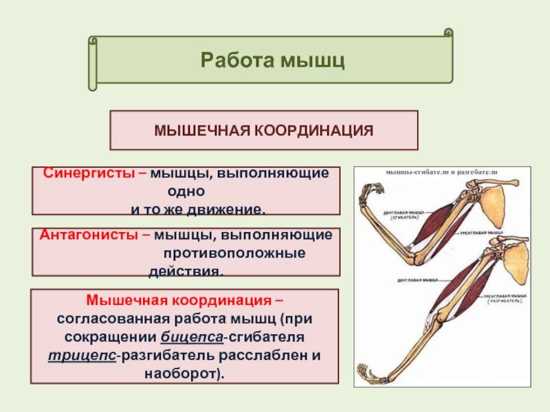 Основные работы мышц