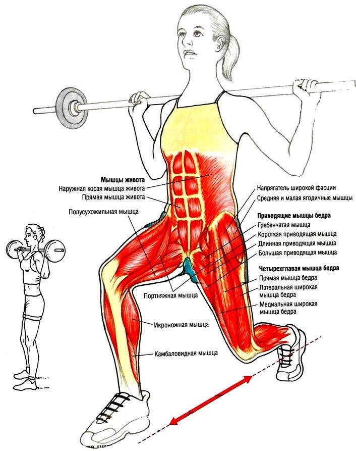 Какие мышцы работают. Приседания плие техника. Присед со штангой какие мышцы. Мышцы задействованные при приседании со штангой. Анатомия силовых упражнений приседание со штангой.
