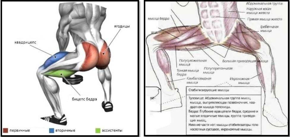 Мышцы бедра: анатомия, упражнения, как накачать внешнюю и внутреннюю поверхность бедра