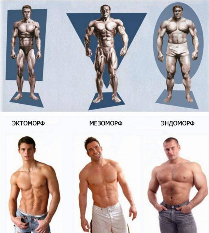 Эктоморф, мезоморф, эндоморф: как определить тип телосложения человека