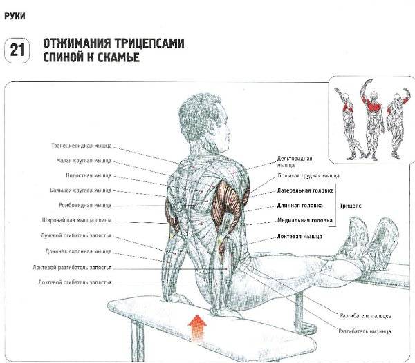Упражнения на трицепс в домашних условиях | proka4aem.ru