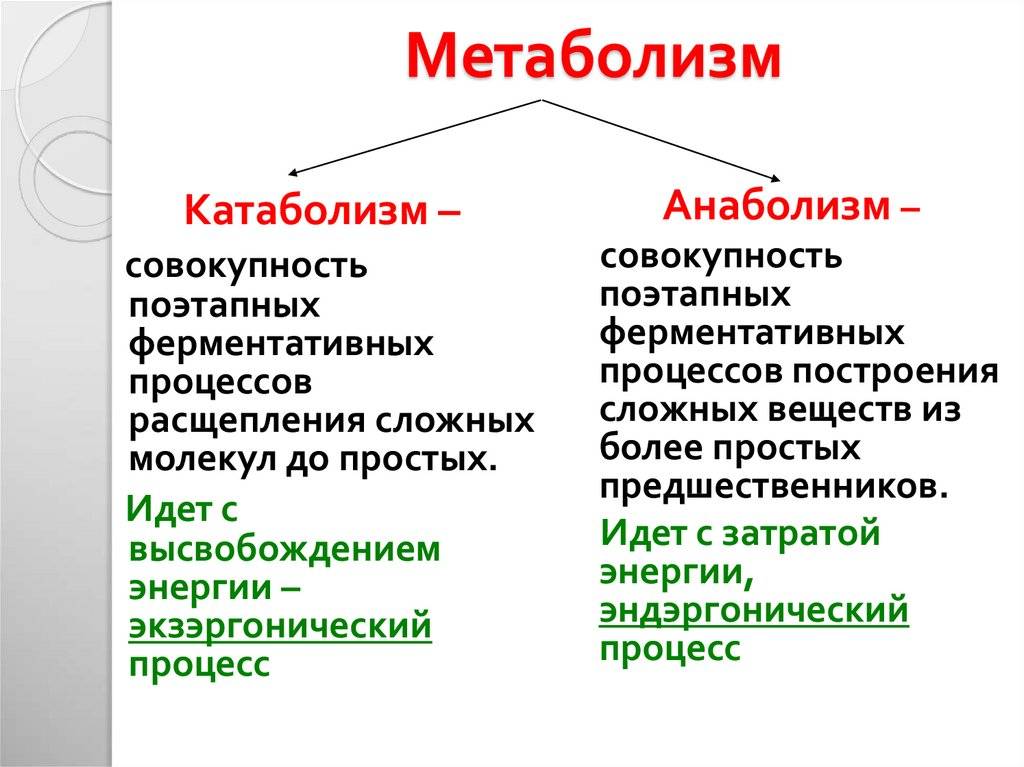 Катаболизм — википедия. что такое катаболизм