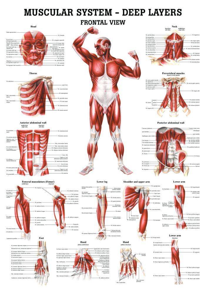 Мышцы туловища человека | анатомия мышц туловища, строение, функции, картинки на eurolab