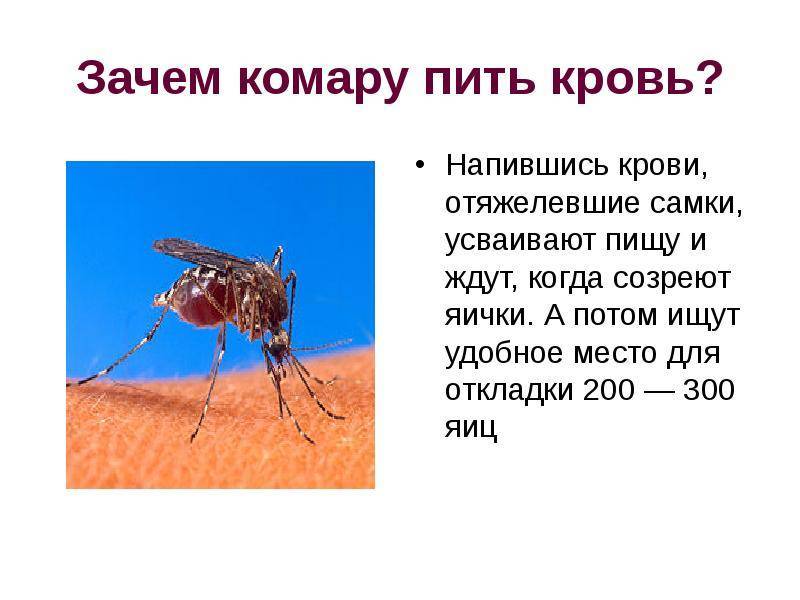 Какую группу крови больше всего любят комары. кто тут самый вкусный? людей с какой группой крови комары "любят" больше