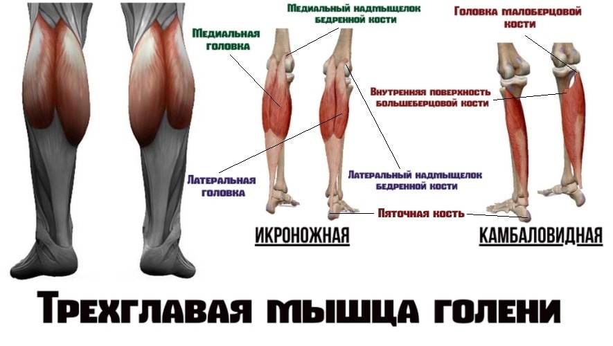 Мышцы голени | анатомия человека