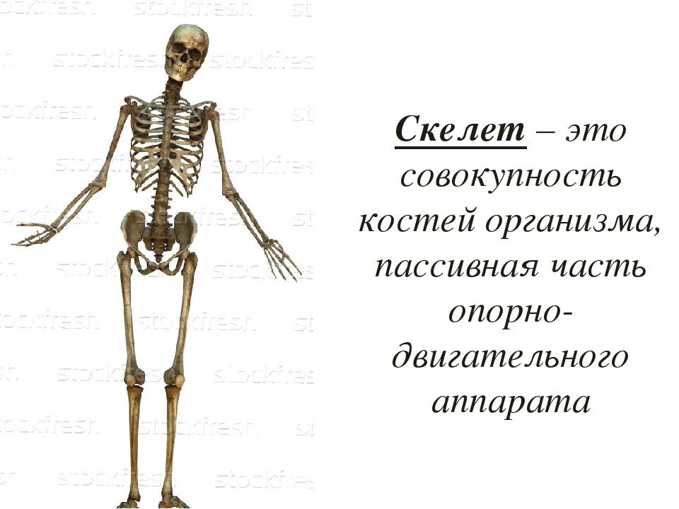 Зожник |   “у меня кость широкая”: что говорят ученые о плотности и весе костей