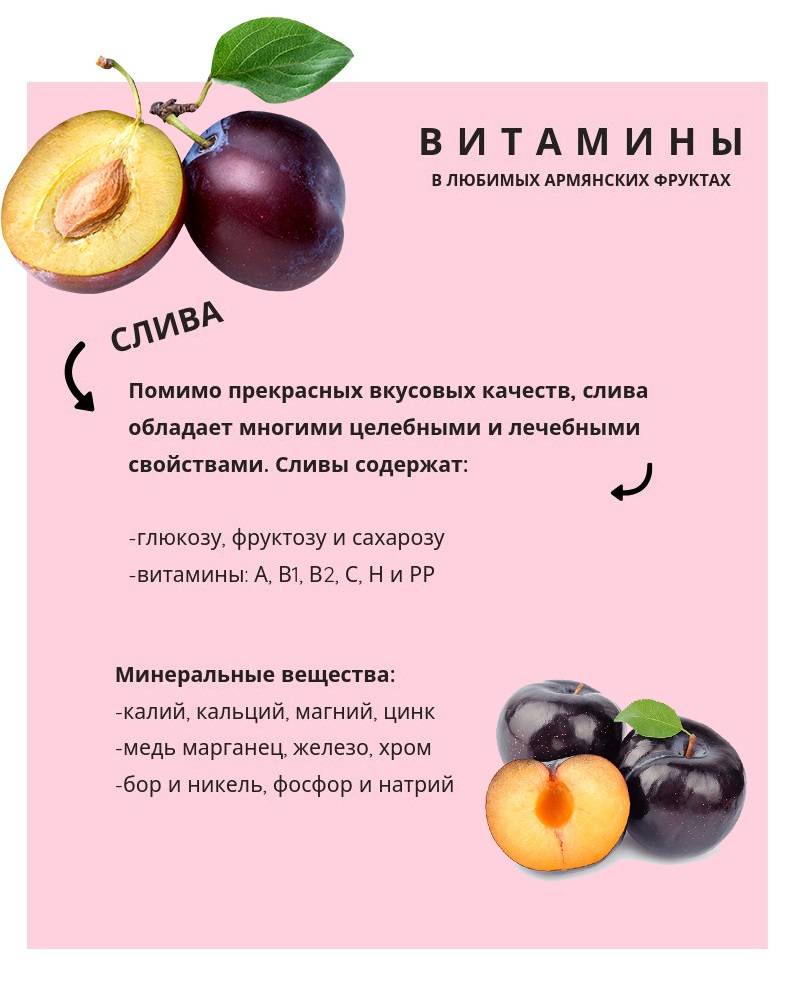 Польза алычи - описание фрукта и правила его использования в рационе питания (130 фото)