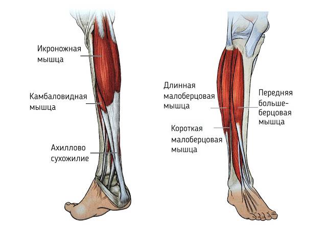 Камбаловидная мышца: где находится, функции, анатомия и упражнения