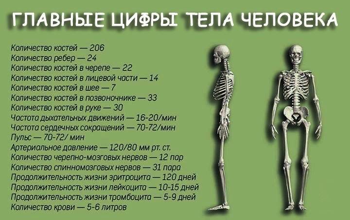 Какой вес костей человека?
