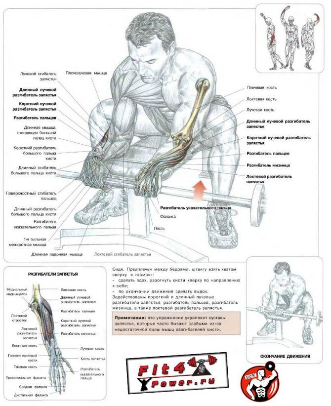 Занятия на гребном тренажёре: какие мышцы работают и рекомендации к упражнениям "гребля" | rulebody.ru — правила тела