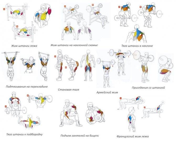 Физические упражнения для тренировки мышц всего тела