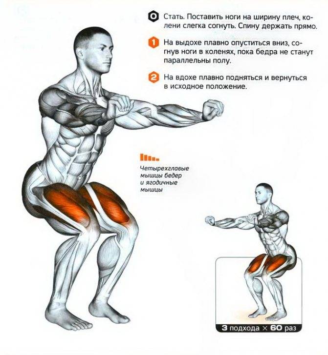 Приседания со штангой: техника выполнения, работающие мышцы