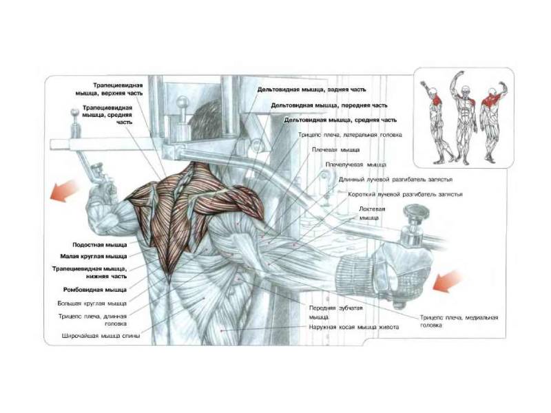 Дельтовидная мышца бодибилдинг