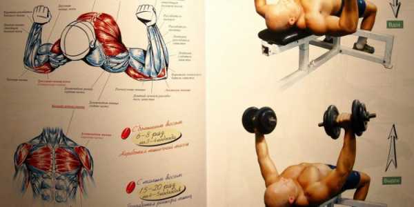 Зожник |   программа для полноценной проработки грудных мышц