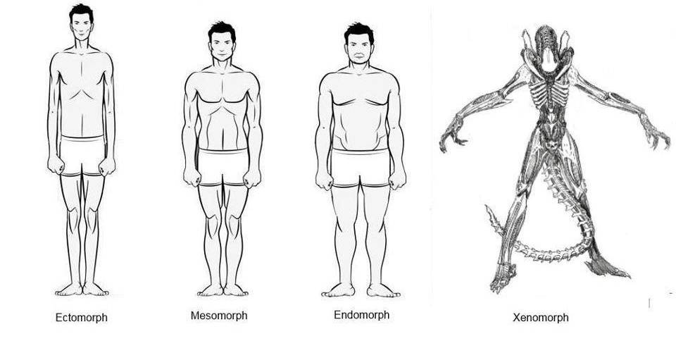 Эктоморф, мезоморф, эндоморф – типы телосложения (соматотипы по шелдону)  |  krok8.com - фундаментальная стратегия развития
