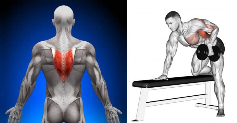 Трапециевидная мышца спины: функции, анатомия, как накачать трапецию