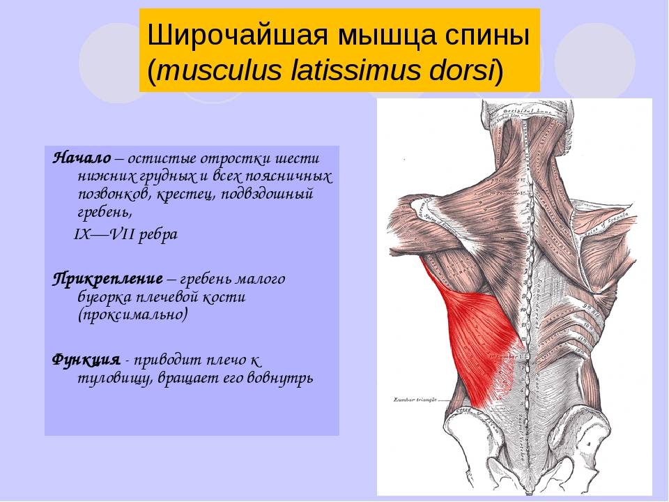 Мышцы спины человека: анатомия глубоких и поверхностных, заболевания