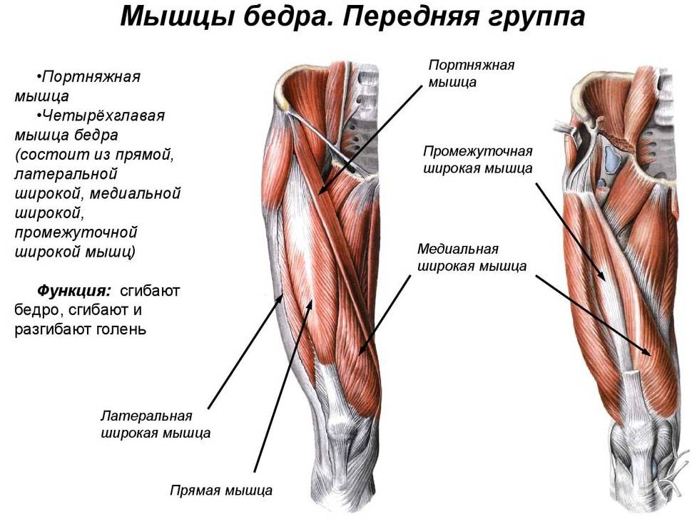 Фото анатомия квадрицепс