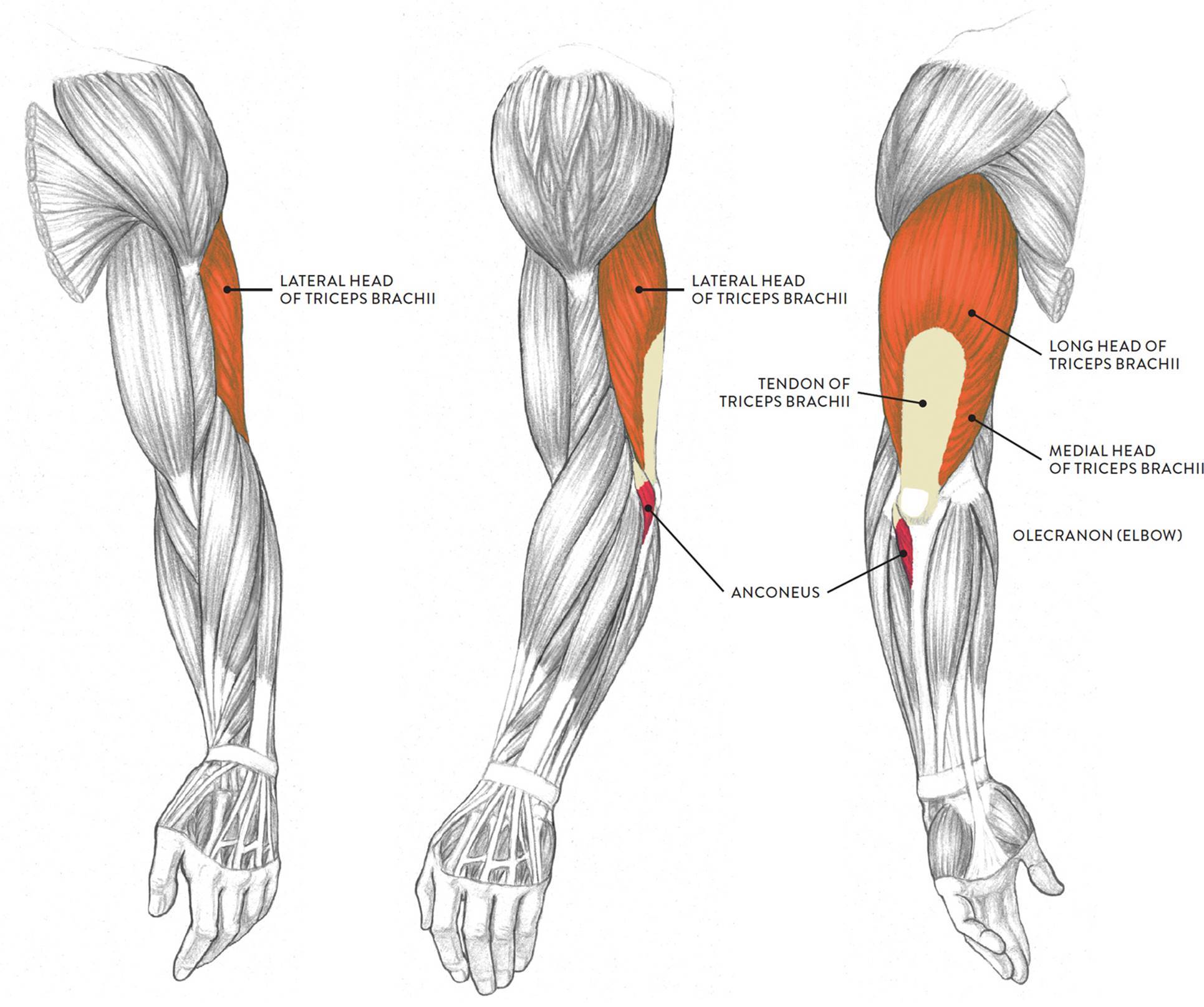 Arm muscles. Трицепс анатомия. Трицепс строение мышцы. Трицепс руки анатомия. Пучки трицепса анатомия.