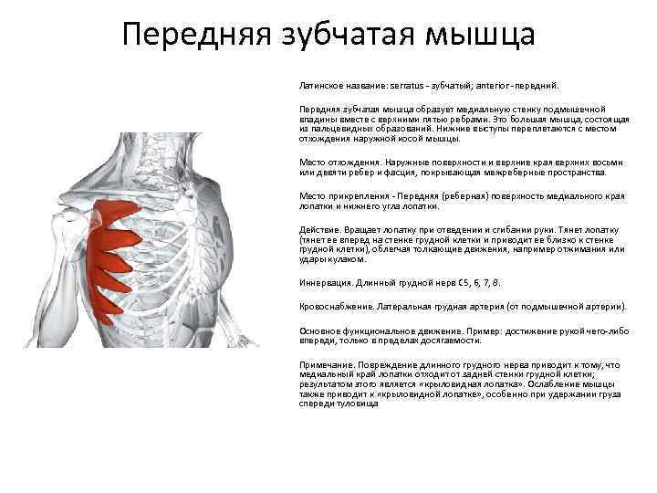 Многораздельные мышцы поясницы: анатомия, функции и упражнения | kinesiopro