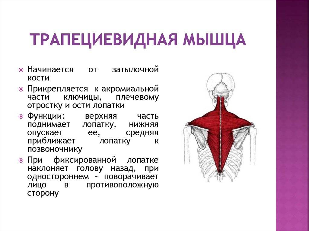 Трапециевидная мышца (анатомия человека) - frwiki.wiki