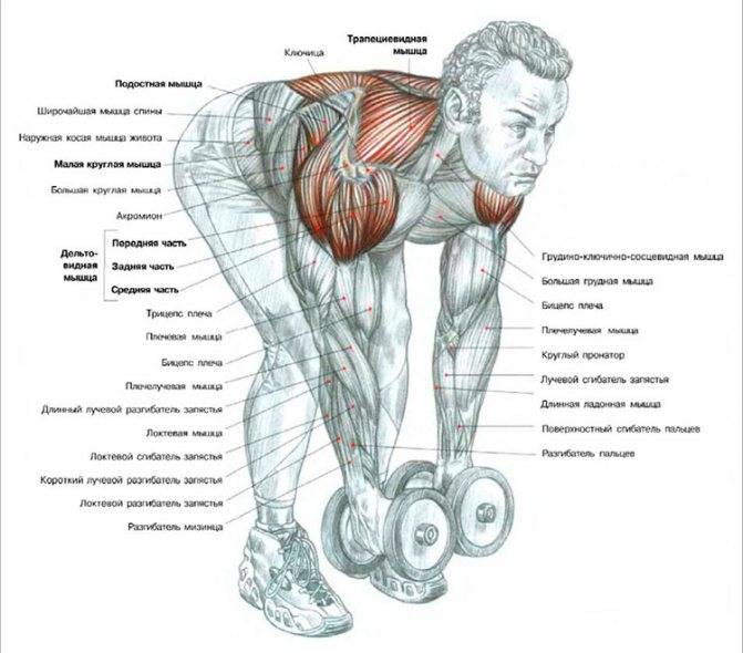 Базовые упражнения на мышцы спины с гантелями