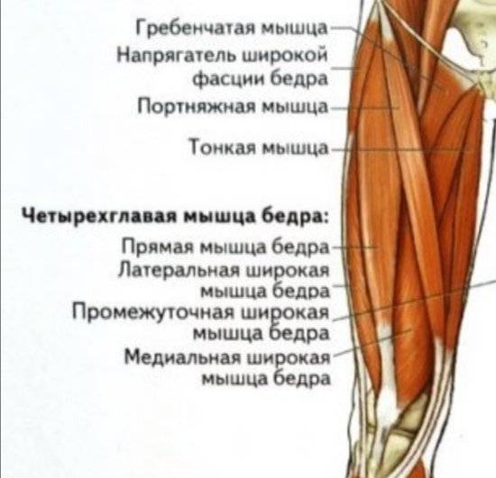 Четырёхглавая мышца бедра — википедия. что такое четырёхглавая мышца бедра