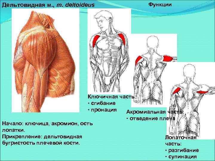 Динамические стабилизаторы плечевого комплекса