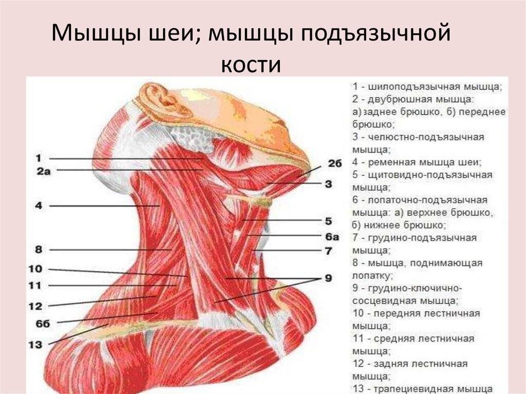 Мышцы шеи вид спереди анатомия