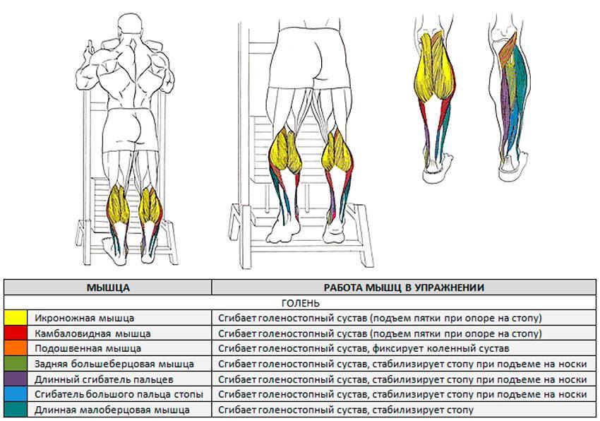 Как накачать икры ног, если они отстают, анатомия икроножных мышц и лучшие упражнения для тренировки икр
