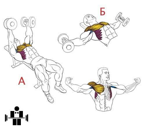 Разводка гантелей лежа: техника на горизонтальной скамье для грудных мышц