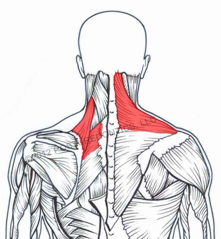 M Latissimus Dorsi прикрепление