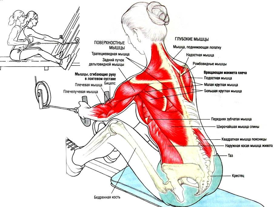 Тренажеры для мышц спины: виды и техника выполнения упражнений