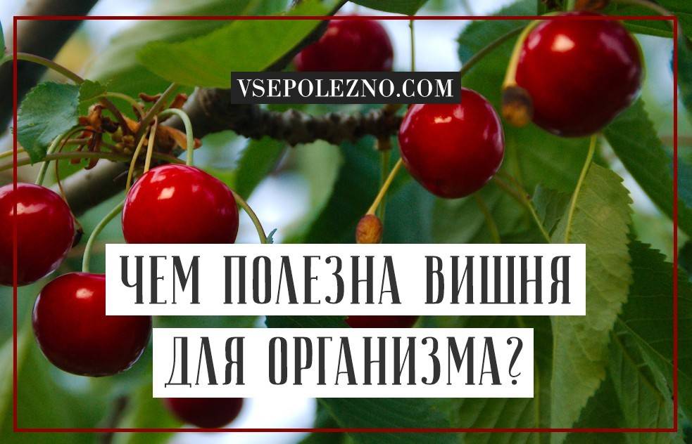 Чем полезна вишня для организма. Чем полезна вишня. Вишня польза и вред для здоровья. Чем полезна вишня для организма женщины.