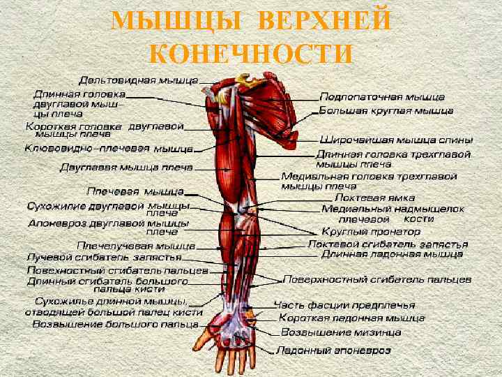 Названия мышц рук человека с фото