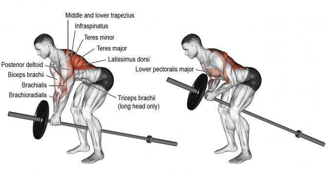 Тяга т грифа какие мышцы работают. упражнение тяга т-грифа: техника, хваты, ошибки