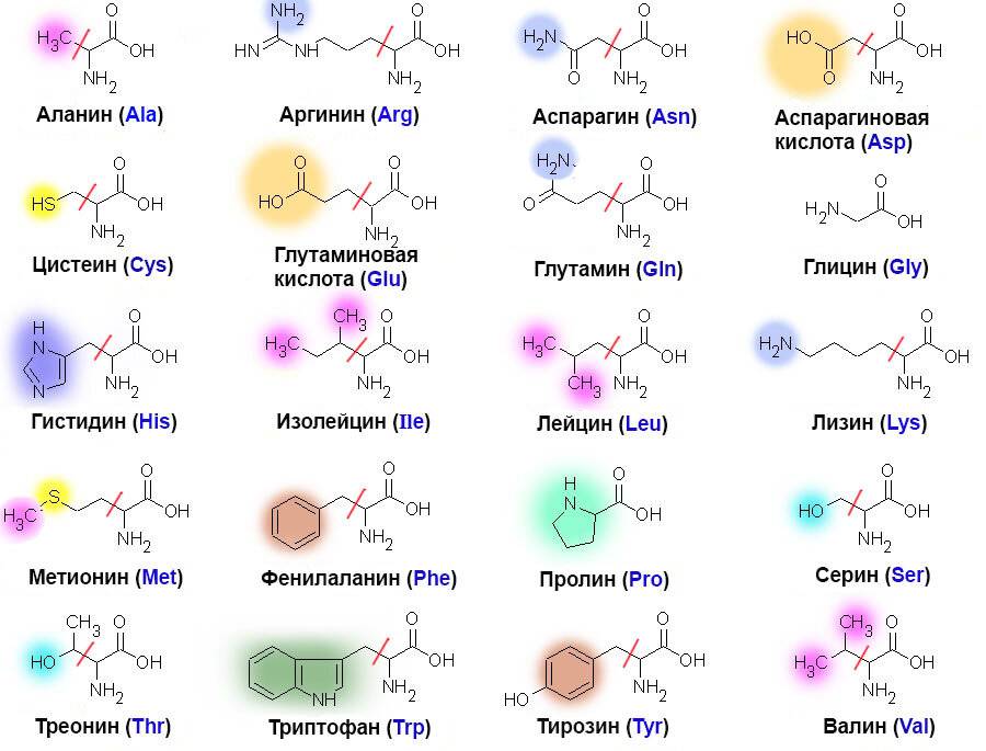 Разновидности и действие аминокислот, схемы приема