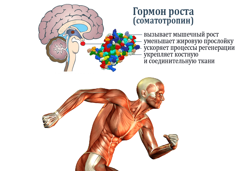 Как принимать соматотропин бодибилдинг схема